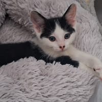 BOUNTY A trouvé sa famille, chat à adopter