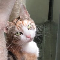LILA, chatte à adopter