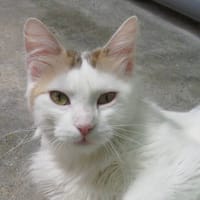 BELINDA, chatte à adopter