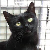 BITSI, chatte à adopter