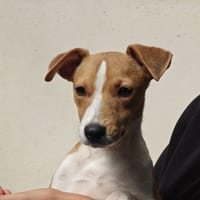Sawyer, chien à adopter