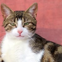 ZANE PAB28909, chat à adopter