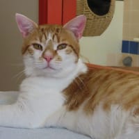 JAY PAB28766, chat à adopter