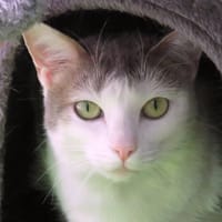 TSUKI, chatte à adopter