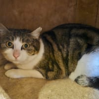 PEPSI, chatte à adopter