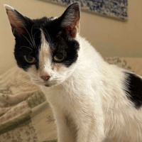Pearl, female cat to adopt