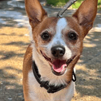 Rubbles, dog to adopt