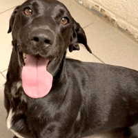 Kovu, dog to adopt