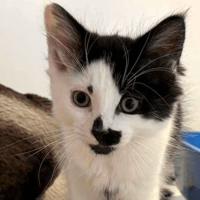 Spot, Odin and Nova, cat to adopt