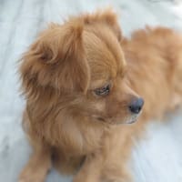 POLLUX, chien à adopter