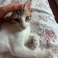 RONALDO, chat à adopter