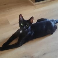 TYPH, chatte à adopter