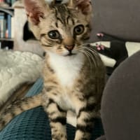 BERLIOZ, chat à adopter
