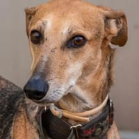 PEDRO (France), chien à adopter