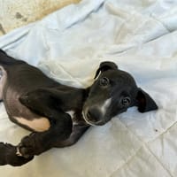 NYX (Animalea), chienne à adopter