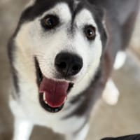 NALA (Maria), chienne à adopter