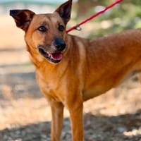 LUCIA (Maria), chienne à adopter