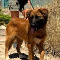 HARPER (Maria), chienne à adopter