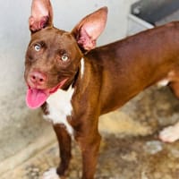 IGOR (Maria), chien à adopter