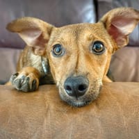 HENNI (Maria), chienne à adopter