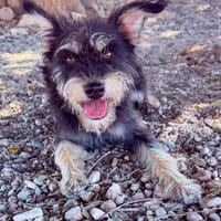 MARCOS (Maria), chien à adopter