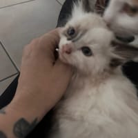 Elba, chatte à adopter