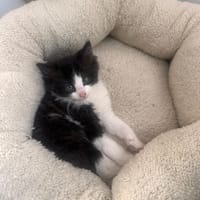 Piano, chat à adopter