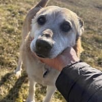 Timonek, pies do adopcji