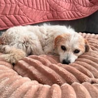 Jack, pies do adopcji