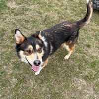 Kojak, pies do adopcji