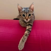 EVOLIE, chatte à adopter