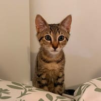 SALAMECHE, chat à adopter