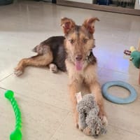 RUBBLE (Maria), chien à adopter