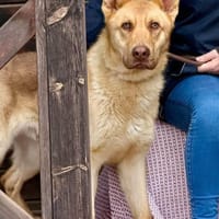 ROKY (Maria), chien à adopter