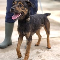 BRUTUS (Maria), chien à adopter