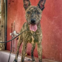 BANDIT (Maria), chien à adopter