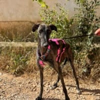 VÊLA (ANIMALEA), chienne à adopter