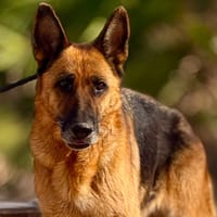 SOLEDAD (Maria), chienne à adopter