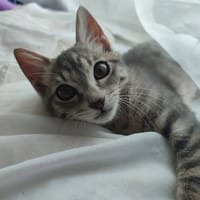 PERLA, chatte à adopter