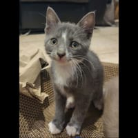 MENTIS, chat à adopter