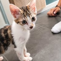 jimbo, chat à adopter