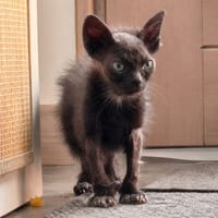 Acti, chat à adopter