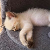 Naïra, chatte à adopter