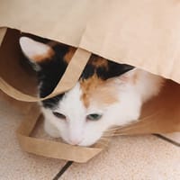 Charlotte, chatte à adopter
