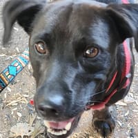 Taïro, chien à adopter
