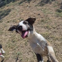 Nova, chienne à adopter