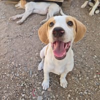 Cha, chienne à adopter
