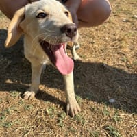 Jacob, chien à adopter