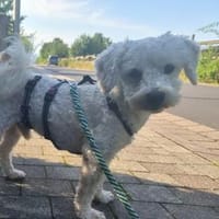 Gizmokleiner Jäger wartet in 34379 Calden-Fürstenwald, Hund zur Adoption