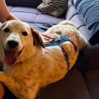 Çilli sucht ihre Kuschelfamilie, Hündin zur Adoption